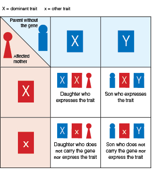 Chart showing X-linked dominant inheritance. 
